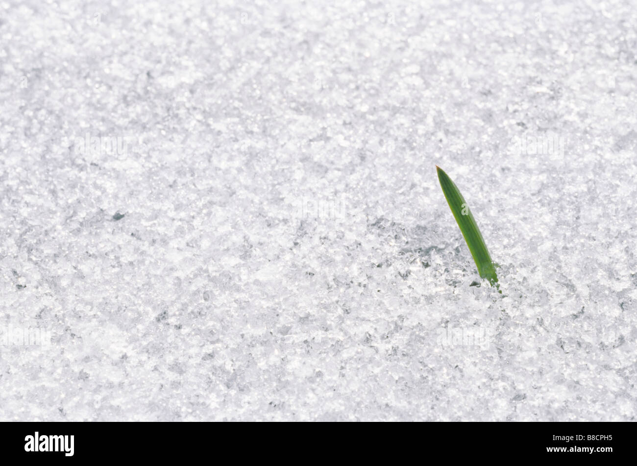 Klinge Rasen durch Frühlingsschnee Stockfoto