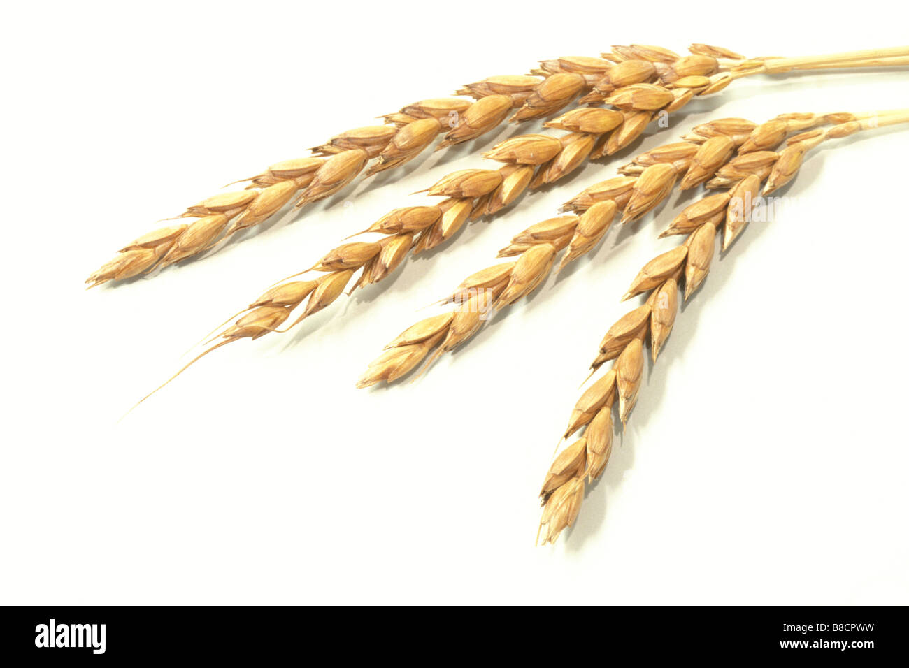 Dinkel (Triticum Spelta), Reife Ohren, Studio Bild Stockfoto