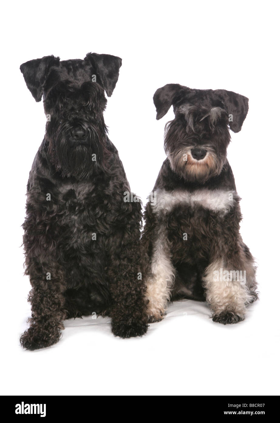 Miniatur-Schnauzer Hunde sitzen Studio Stockfoto