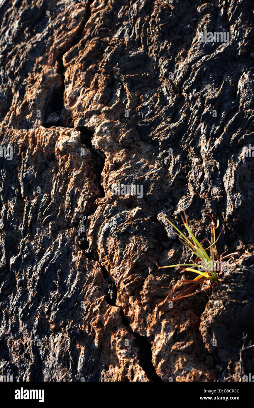 Grass kontrastiert mit der überraschenden Mustern die Pahoehoe-Lava am Punta Moreno, Isabela Island, Galapagos, Ecuador im September Stockfoto