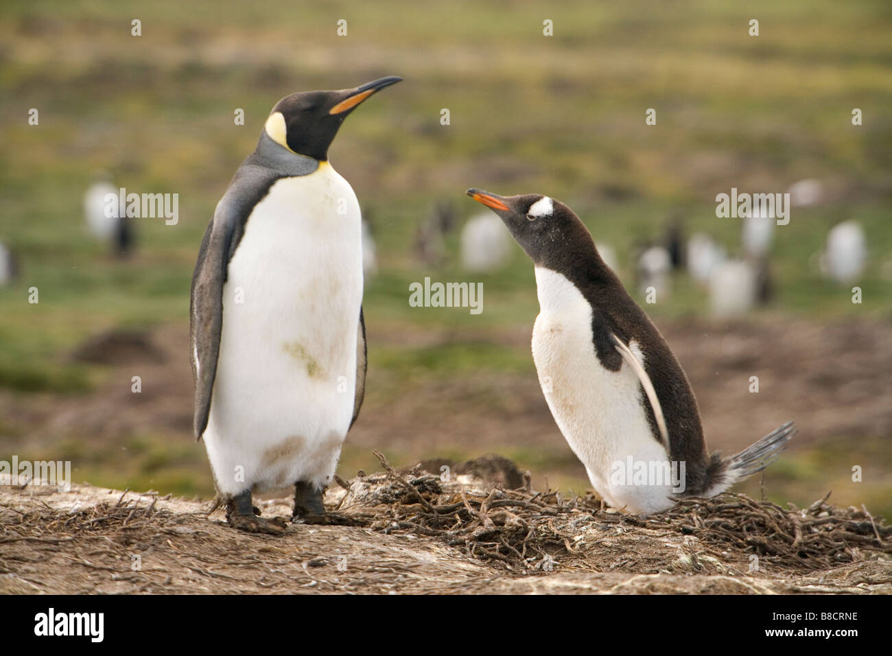 Ein Königspinguin (Aptenodytes Patagonicus) und Gentoo Penguin (Pygoscelis Papua Papua) nebeneinander auf den Falkland-Inseln. Stockfoto