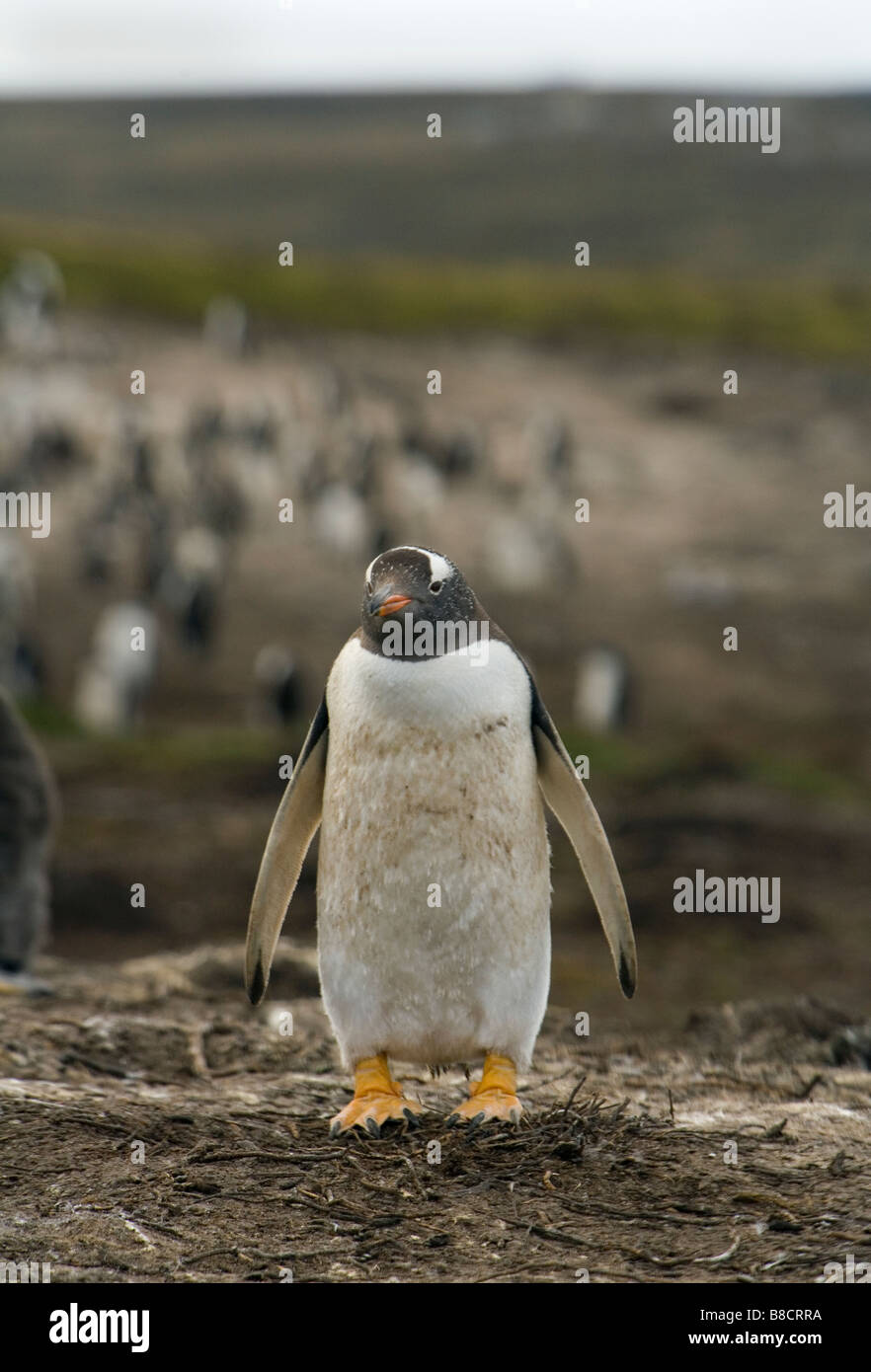 Ein Gentoo-Pinguin-Kolonie (Pygoscelis Papua Papua) auf den Falkland-Inseln Stockfoto