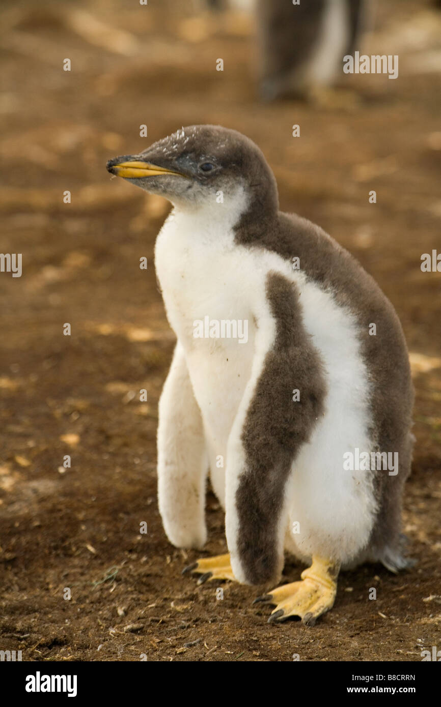 Ein Gentoo Penguin Chick und Kolonie (Pygoscelis Papua Papua) auf den Falkland-Inseln Stockfoto