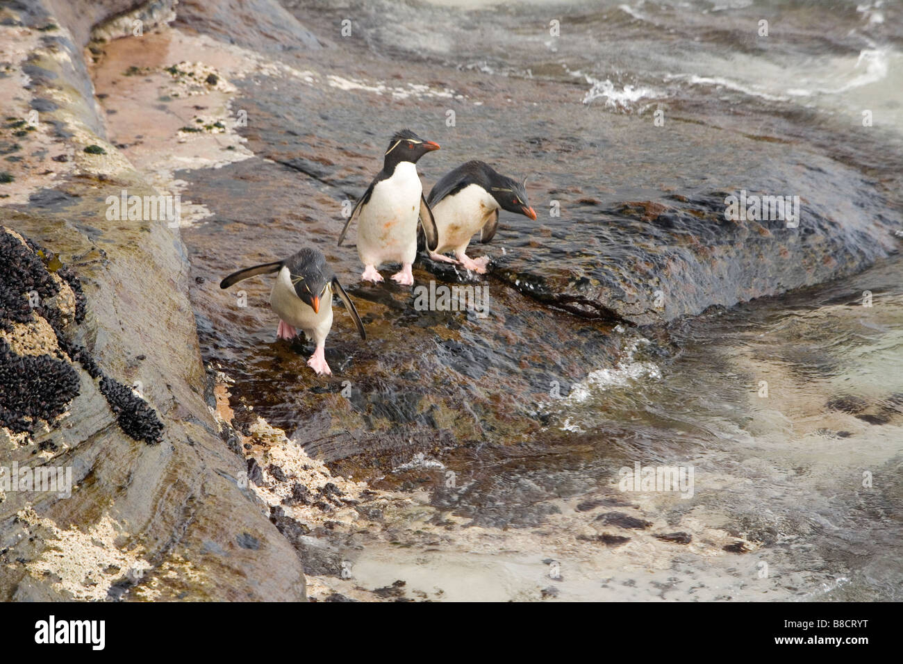 Rockhopper Penguins (Eudyptes Chrysocome Chrysocome) über zum Baden und Angeln auf den Falklandinseln Stockfoto