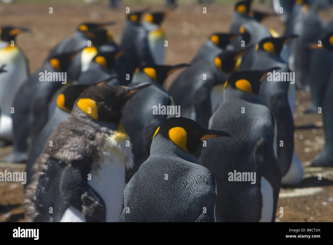 Ein König Penguine (Aptenodytes Patagonicus) Kolonie auf den Falklandinseln. Stockfoto
