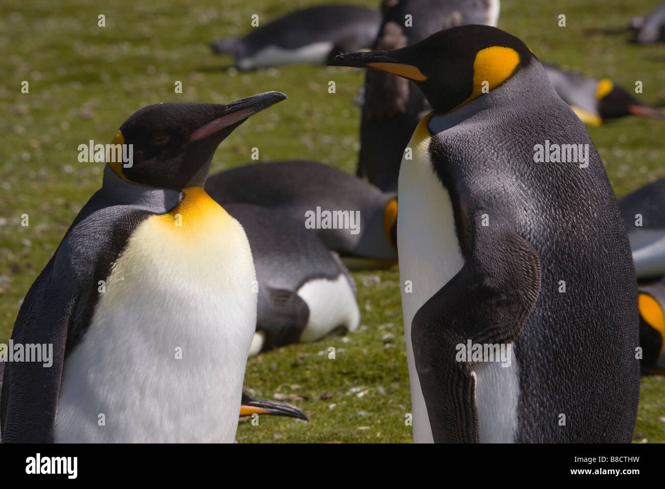 Königspinguin (Aptenodytes Patagonicus) Kolonie auf den Falklandinseln Stockfoto