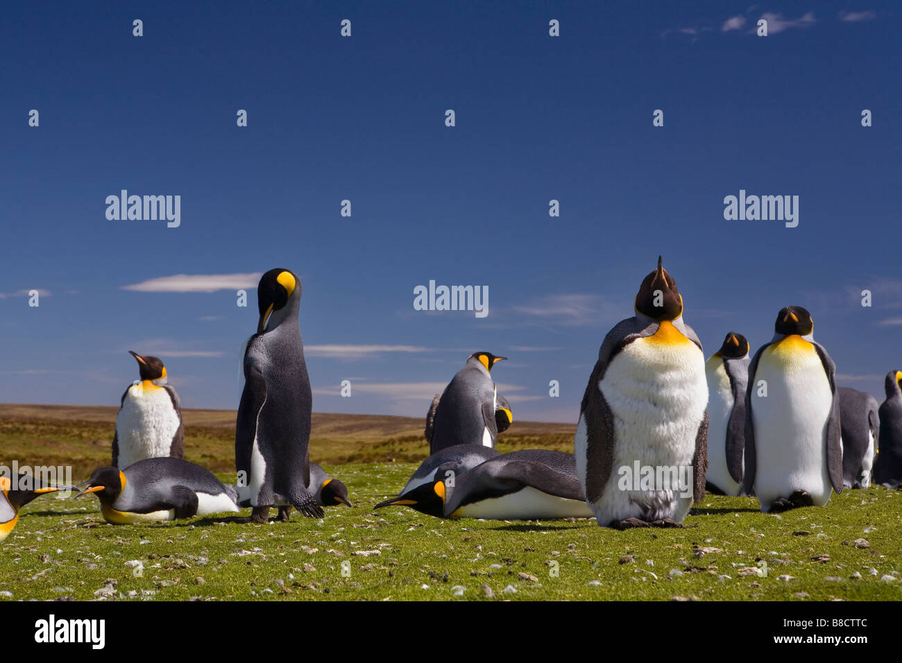 Ein König Penguine (Aptenodytes Patagonicus) Kolonie auf den Falklandinseln. Stockfoto