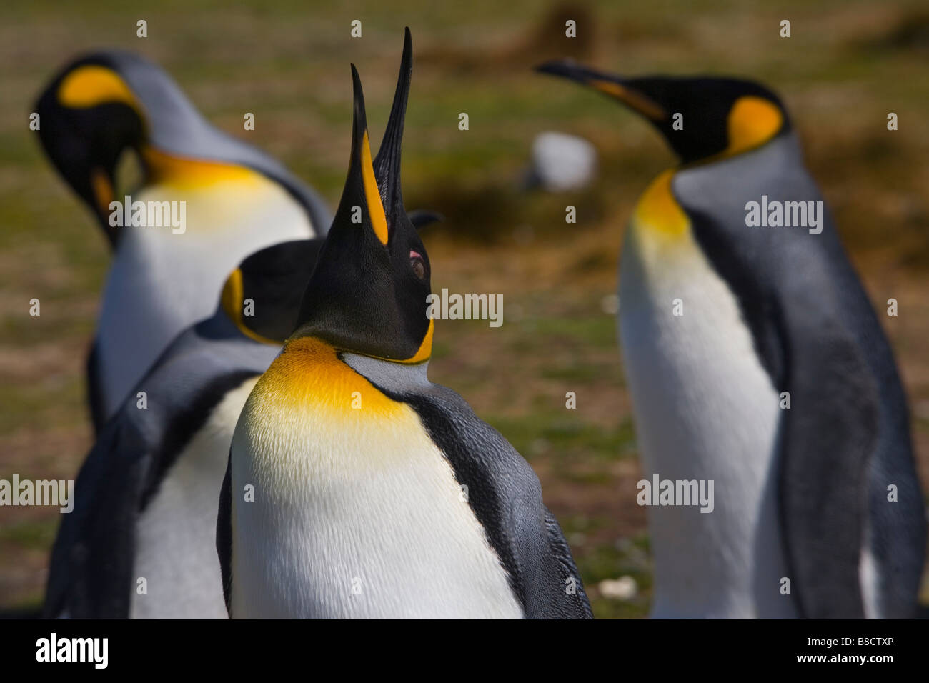 Königspinguin (Aptenodytes Patagonicus) Kolonie auf den Falklandinseln Stockfoto