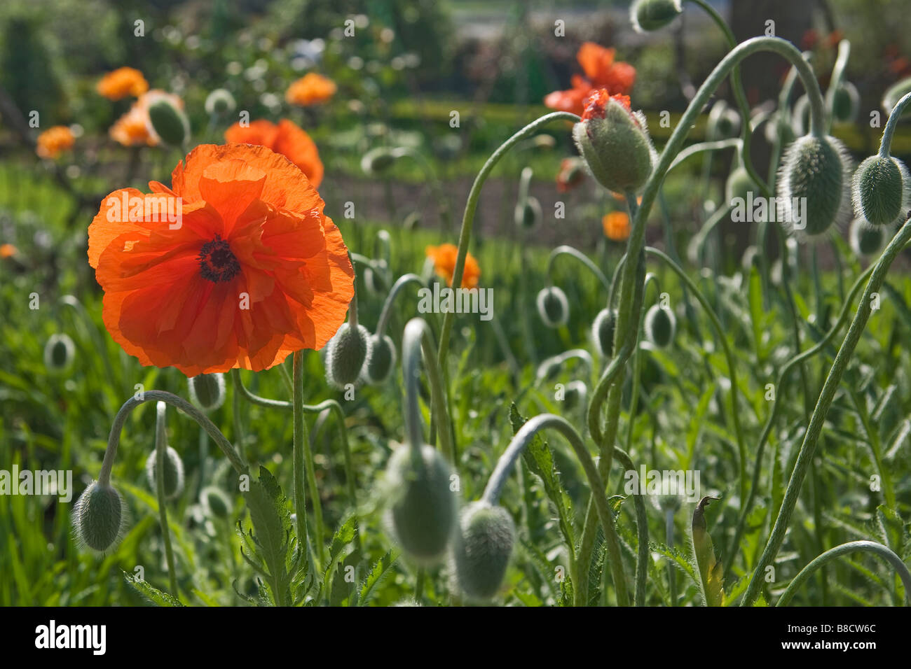Orange Mohn wächst wild in schottischen Garten, Schottland, Großbritannien. Stockfoto