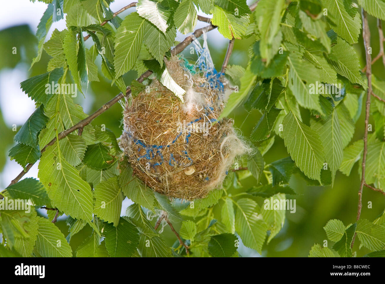 Baltimore Oriole Ikterus Galbula Illinois USA 21 kann Nest Icteridae Stockfoto