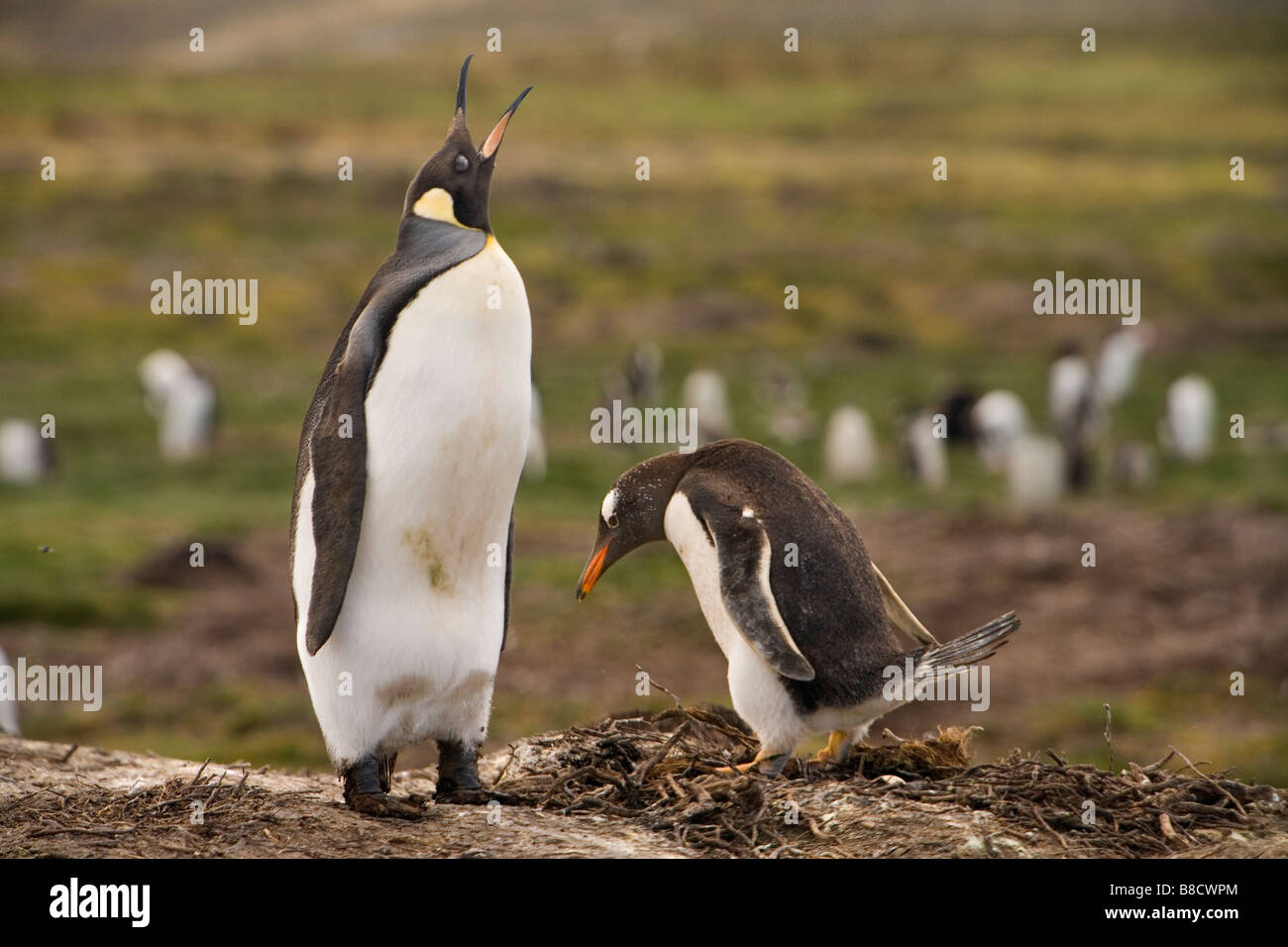 Ein Königspinguin (Aptenodytes Patagonicus) und ein Gentoo Penguin (Pygoscelis Papua Papua) auf den Falkland-Inseln Stockfoto