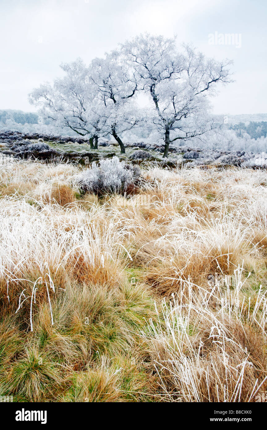Gefrorenen Baum nach einem Winter Rauhreif in der Peak-District-Derbyshire Stockfoto