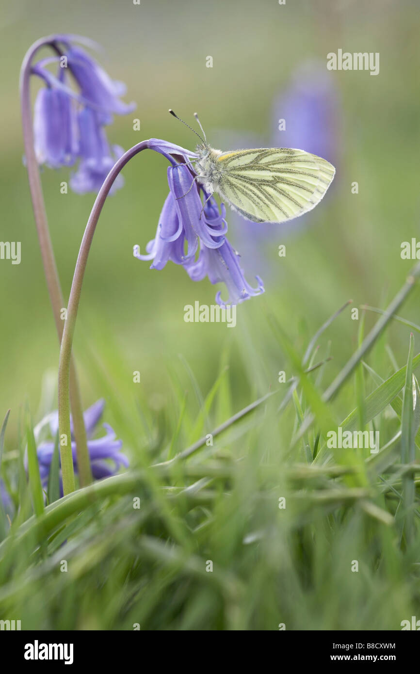 Grün-veined weiß (Artogeia Napi) ruht auf Bluebell (Hyacinthoides non-Scripta) Stockfoto