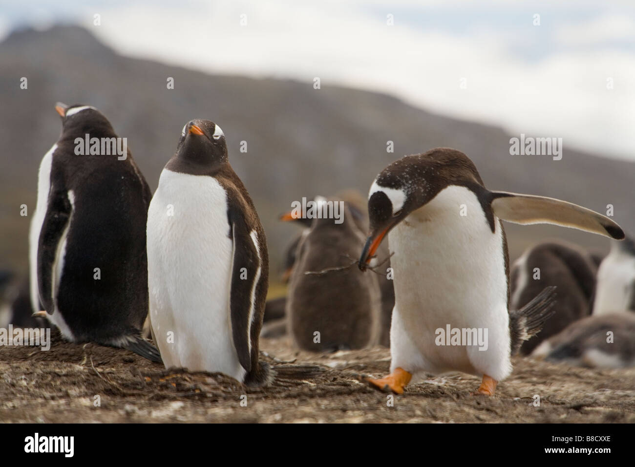 Ein Gentoo Penguin nest bauen und Kolonie (Pygoscelis Papua Papua) auf den Falkland-Inseln Stockfoto