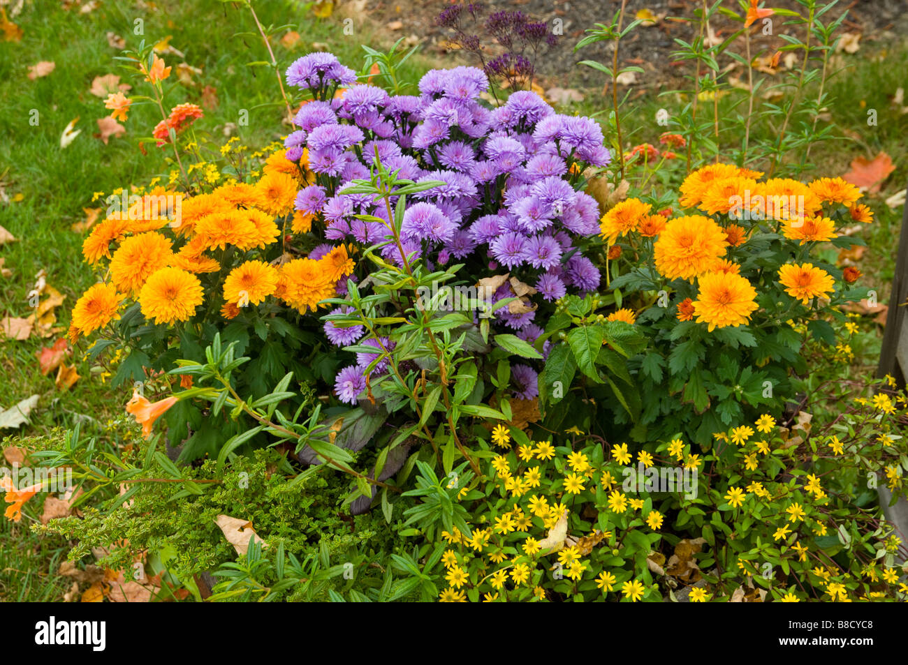Herbst Farbe Dekor mit Blumen in Conway New Hampshire USA Stockfoto