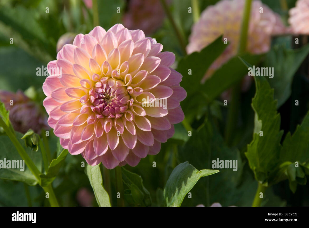 Stock Foto von einem rosa Dahlie Blume im Garten Stockfoto