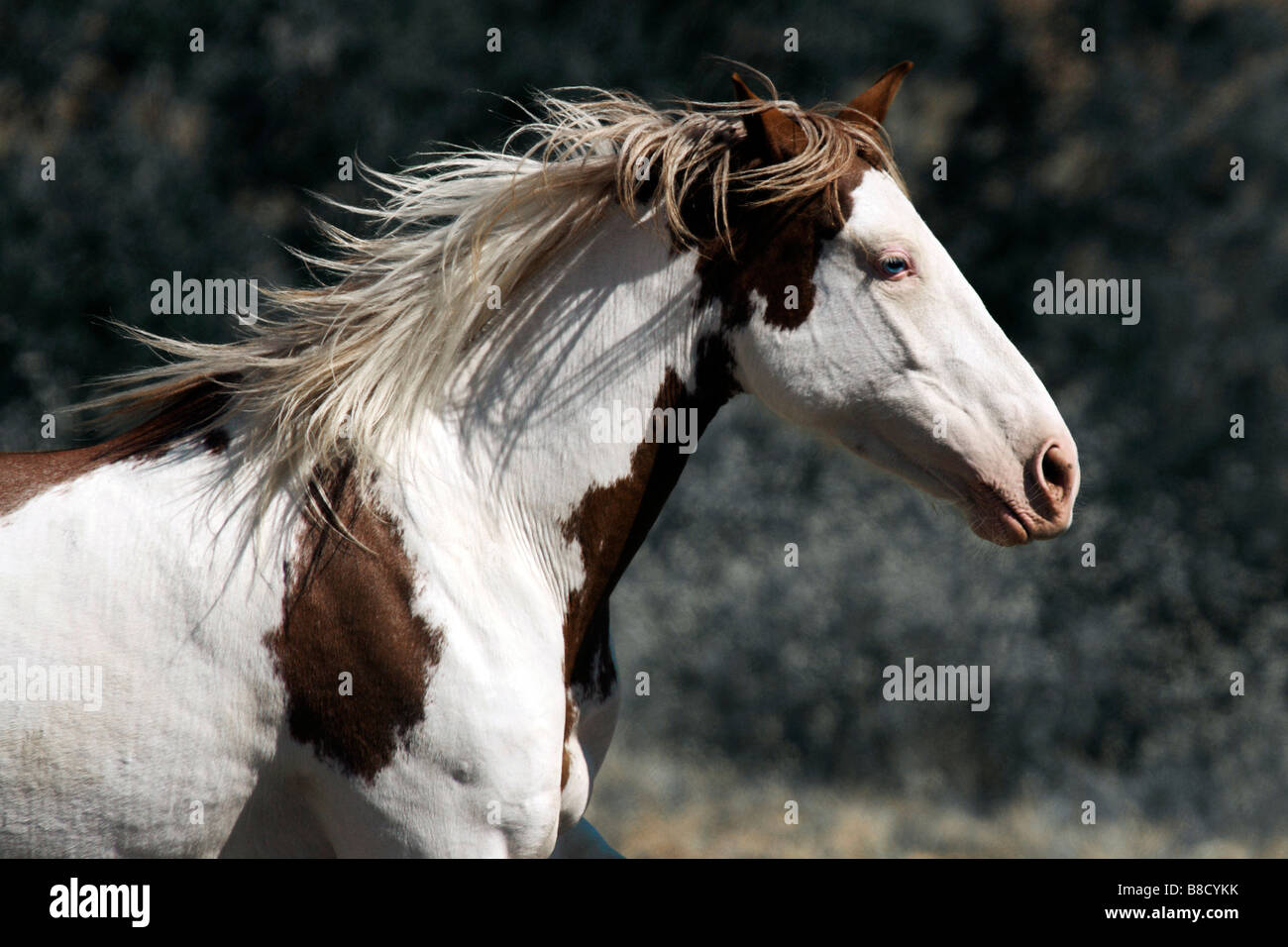 Wilder Mustang Farben-Pferd galoppiert sanft auf der Weide. Stockfoto