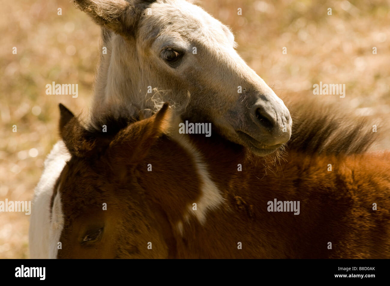 Zwei junge Mustang Fohlen interlock spielerisch ihre Köpfe. Stockfoto