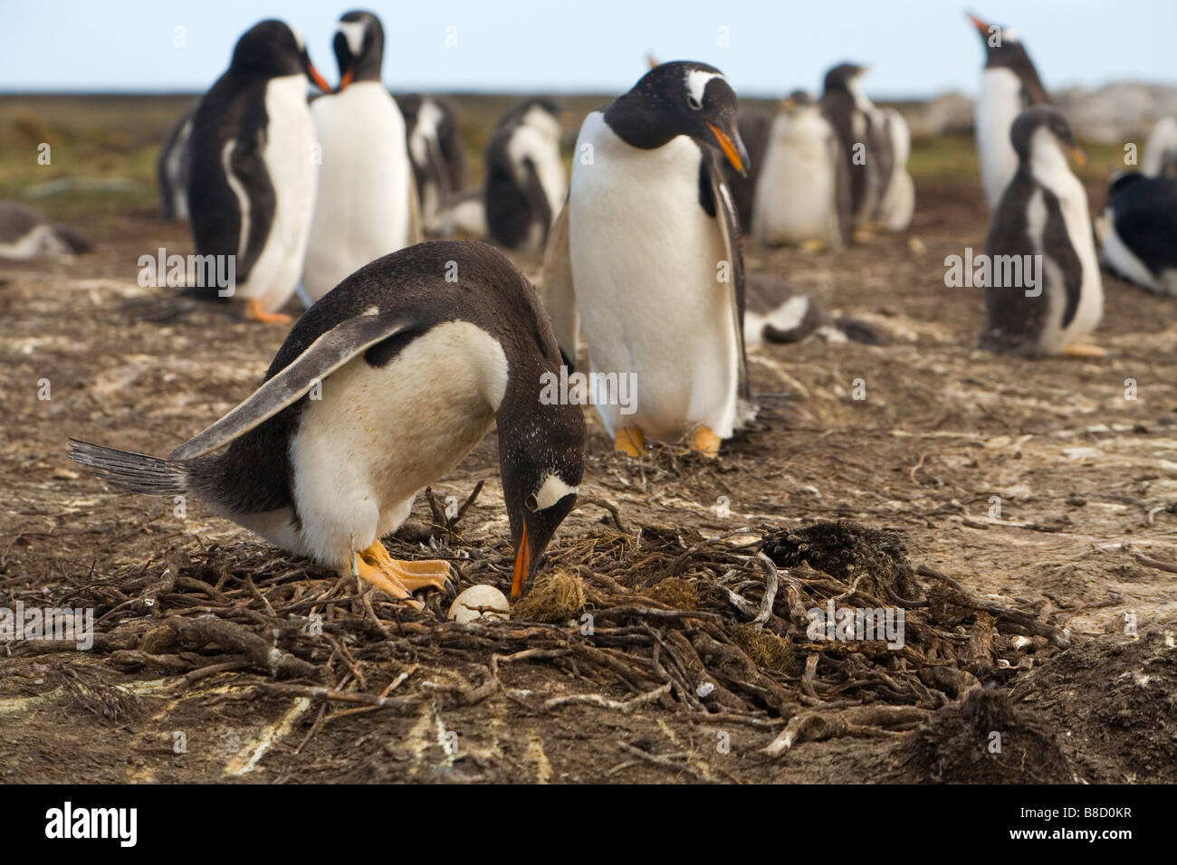Ein Gentoo Penguin (Pygoscelis Papua Papua) Nestbau auf die Falklandinseln. Stockfoto