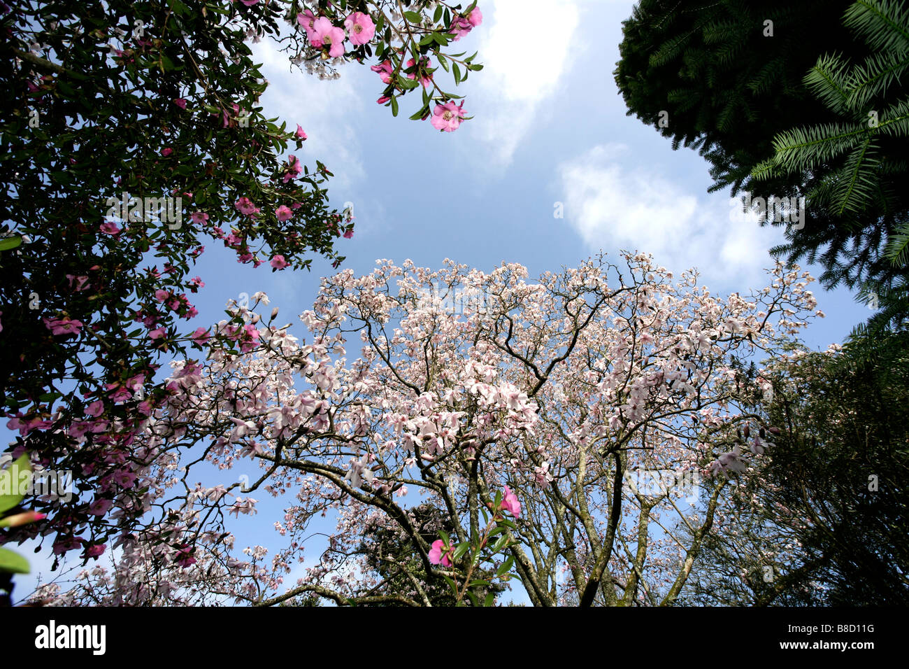 Magnolien blühen, Cornwall Stockfoto