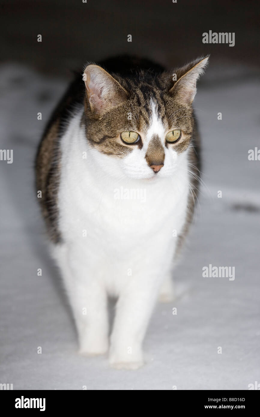 Katze im Schnee Stockfoto