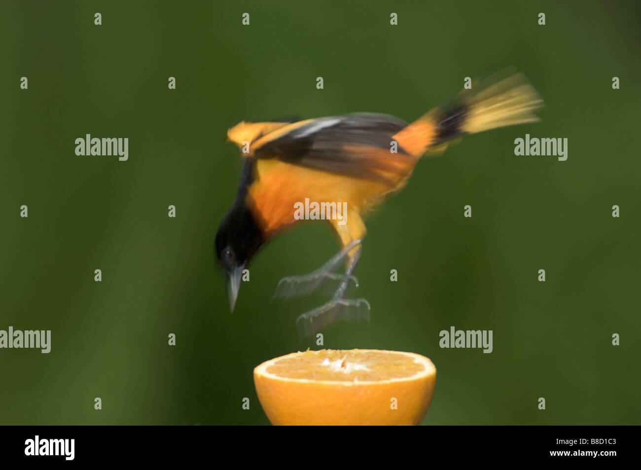 Männlichen Northern oder Baltimore Oriole (Ikterus Galbula), Landung eine Orange, Windsor, Ontario Stockfoto