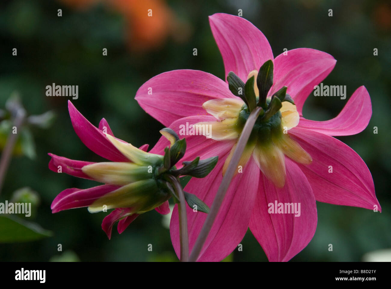 Stock Foto von Hintern rosa Dahlie Blumen zeigen Stiele Stockfoto
