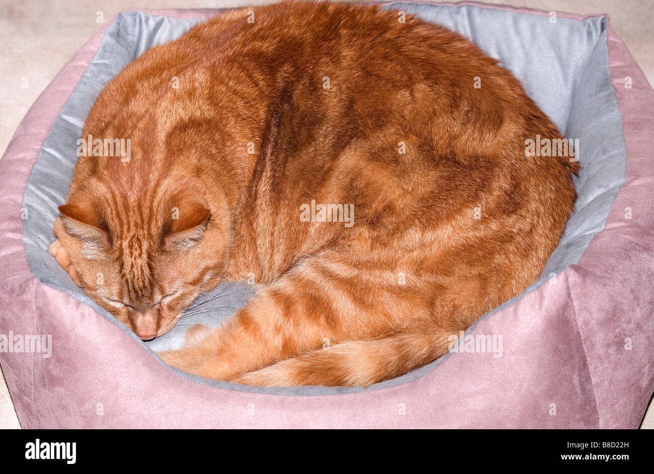 Schlafende Katze im Korb Stockfoto