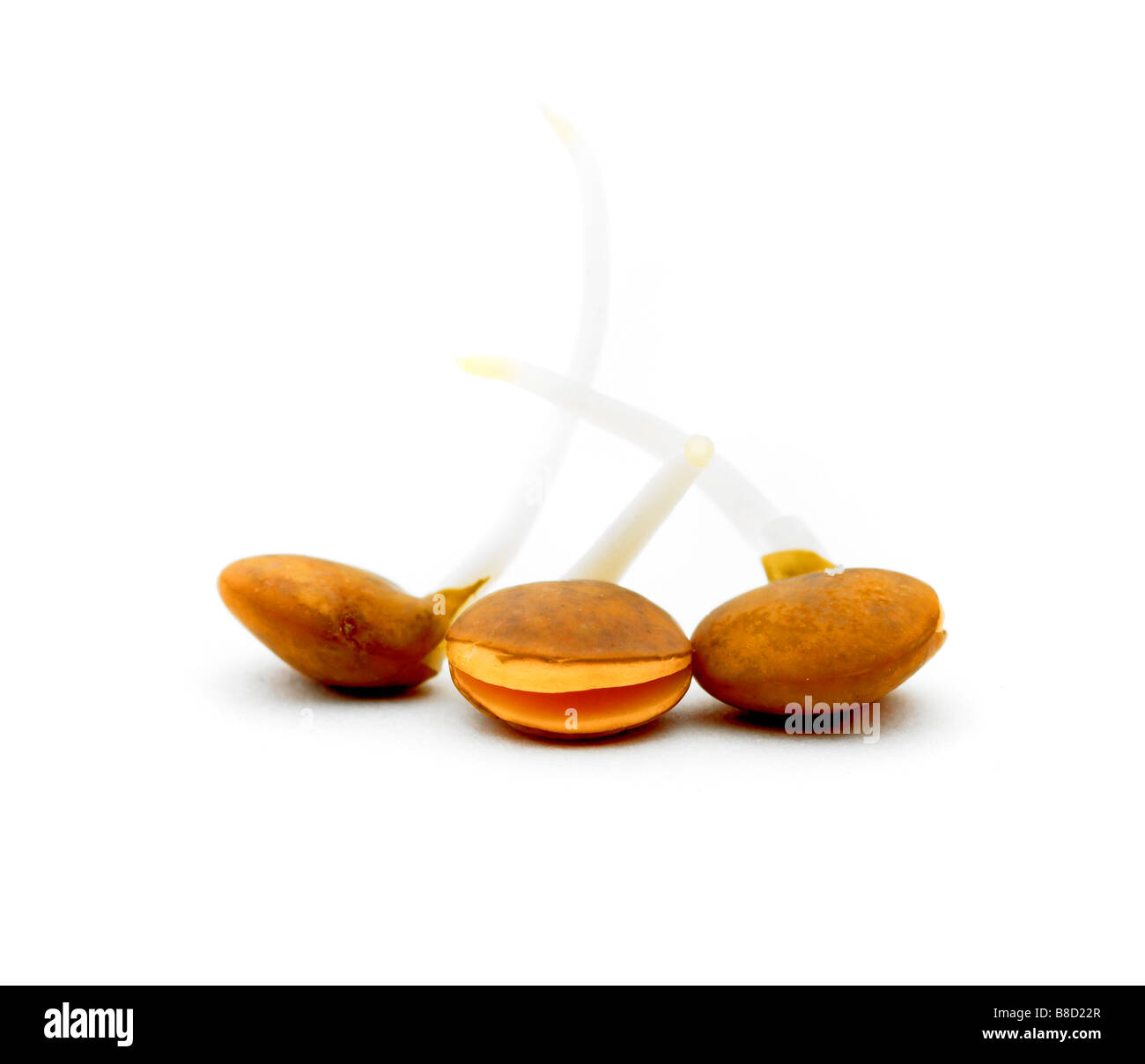 sprießen Linsen Bohnen Stockfoto