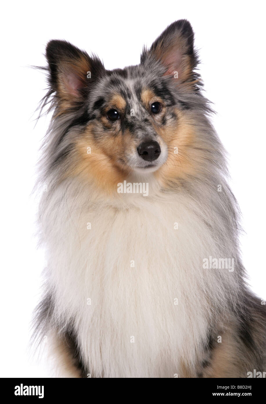 Shetland Sheepdog-Portrait-Studio Stockfoto