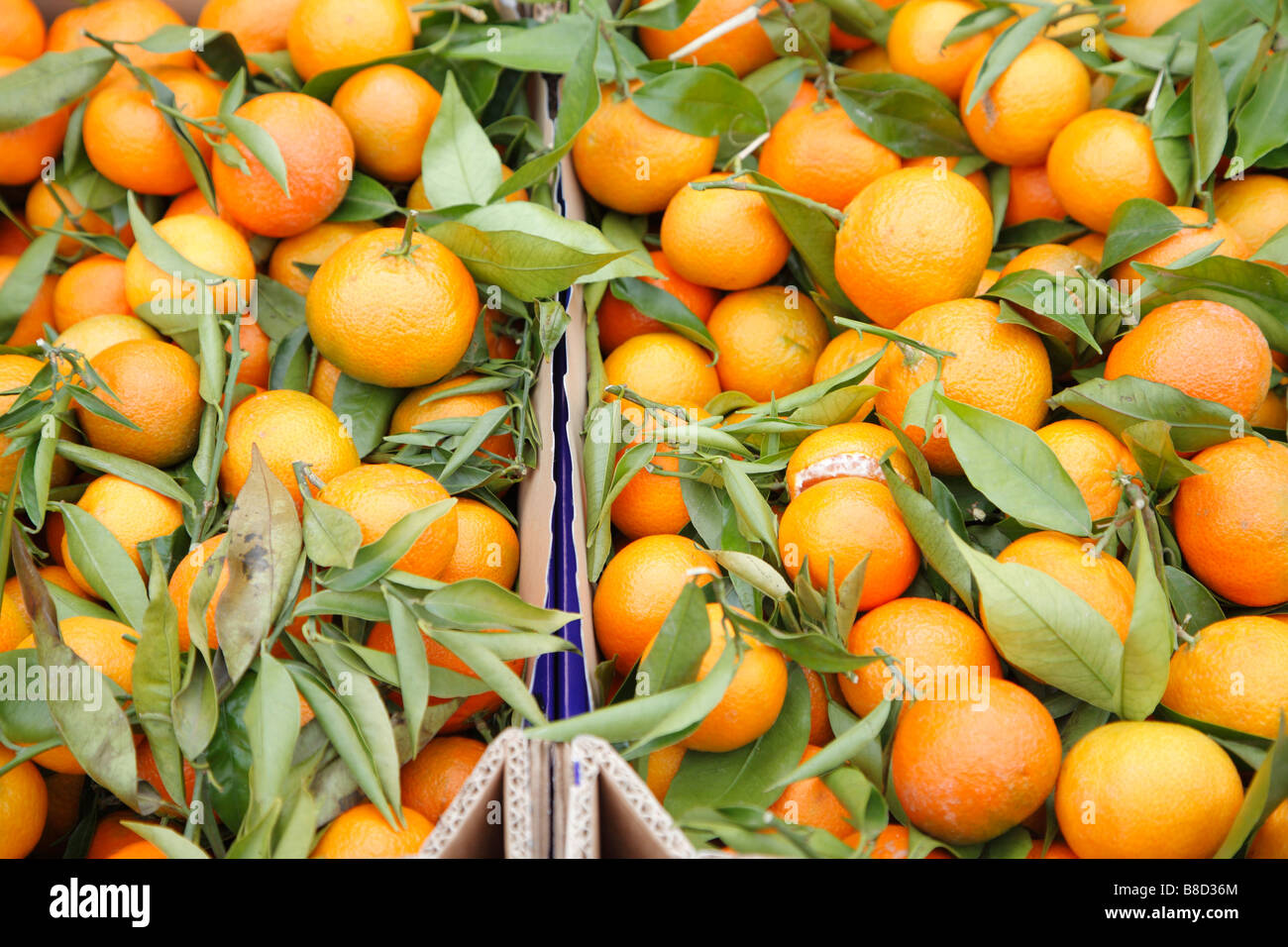 Mandarinen, Markt, Rom, Italien Stockfoto
