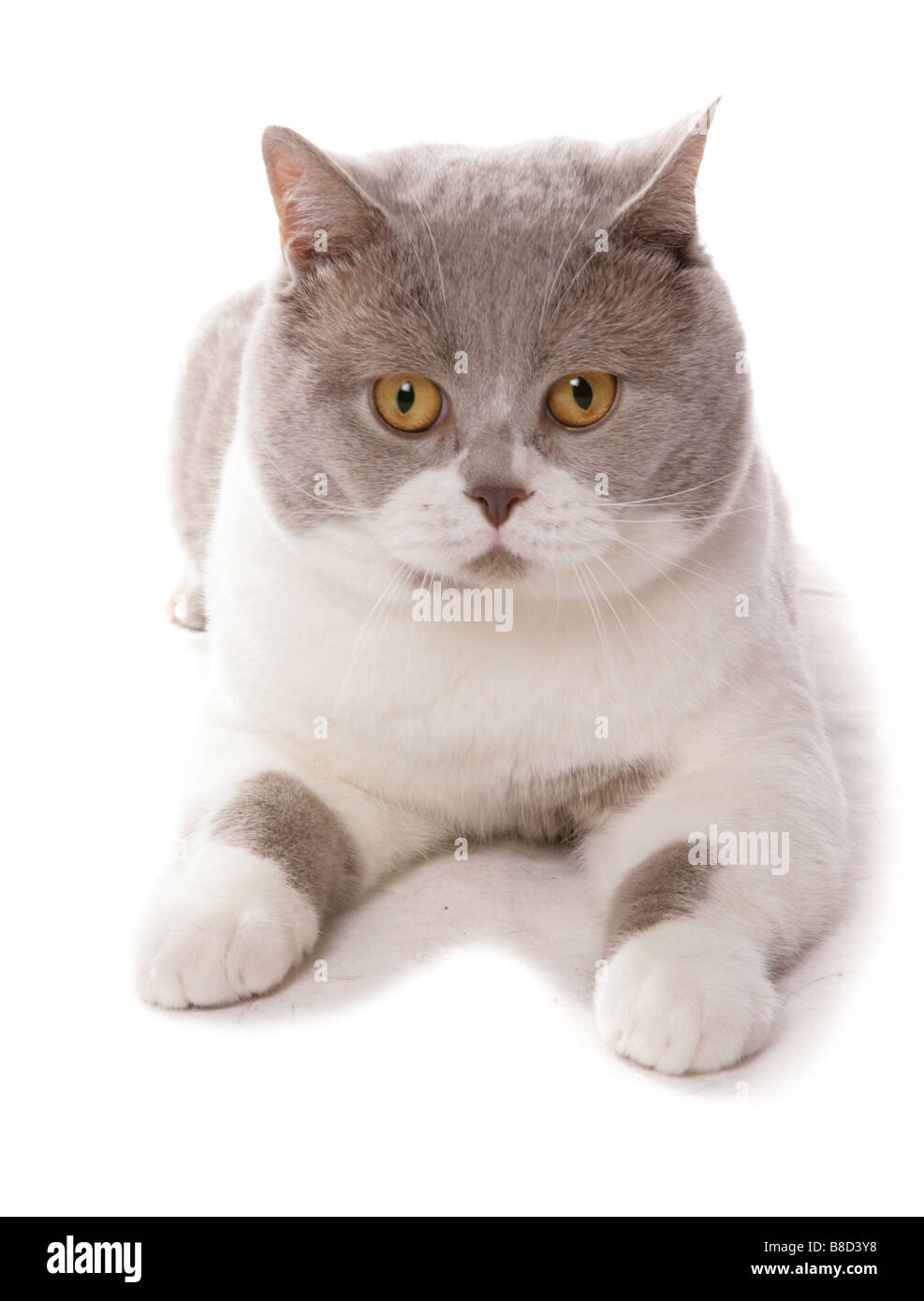 Britisch Kurzhaar Lilac und weiße Katze Verlegung Portrait Studio Stockfoto