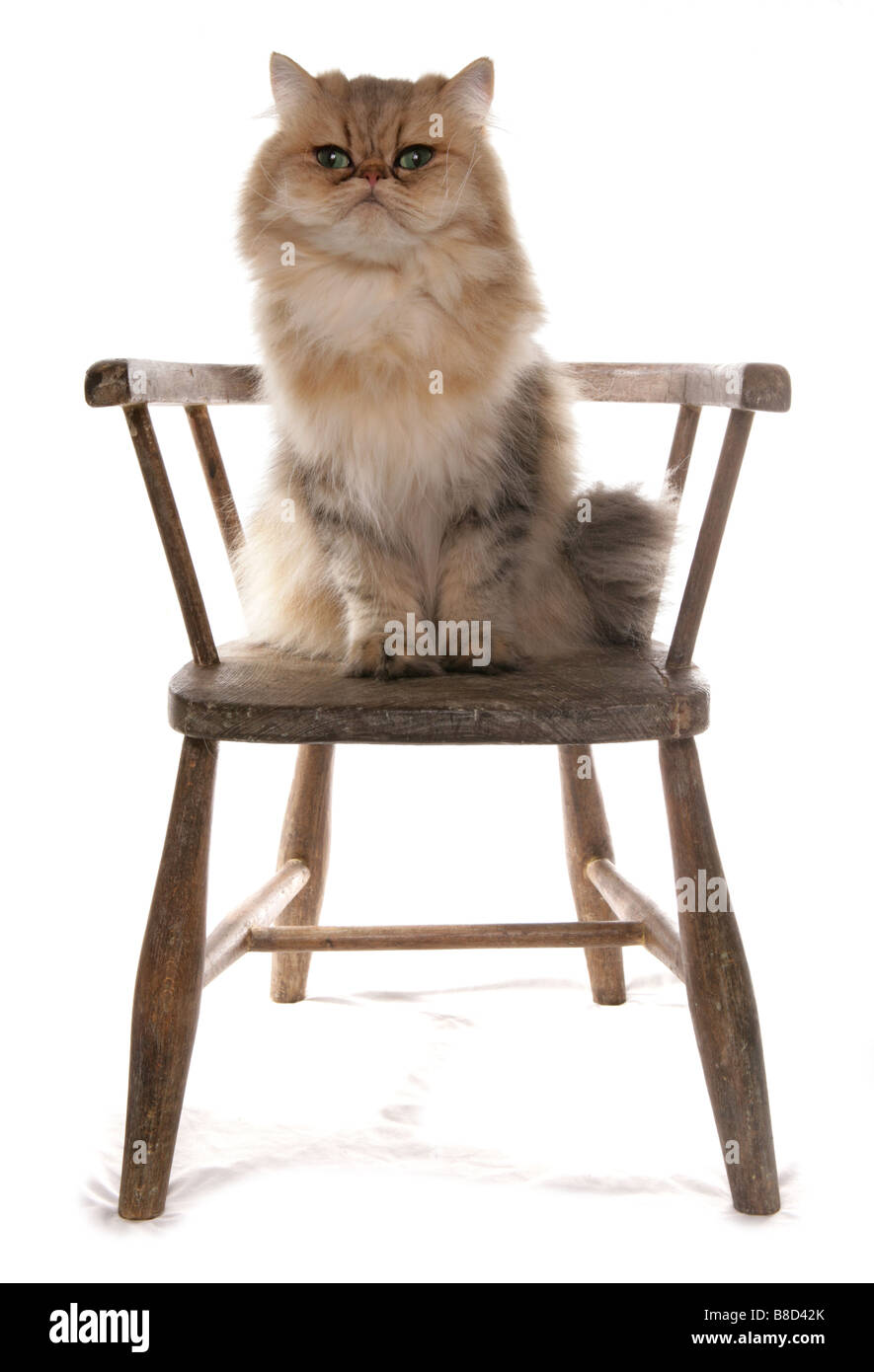 Persische goldene Katze sitzend auf einem Stuhl Studio Stockfoto