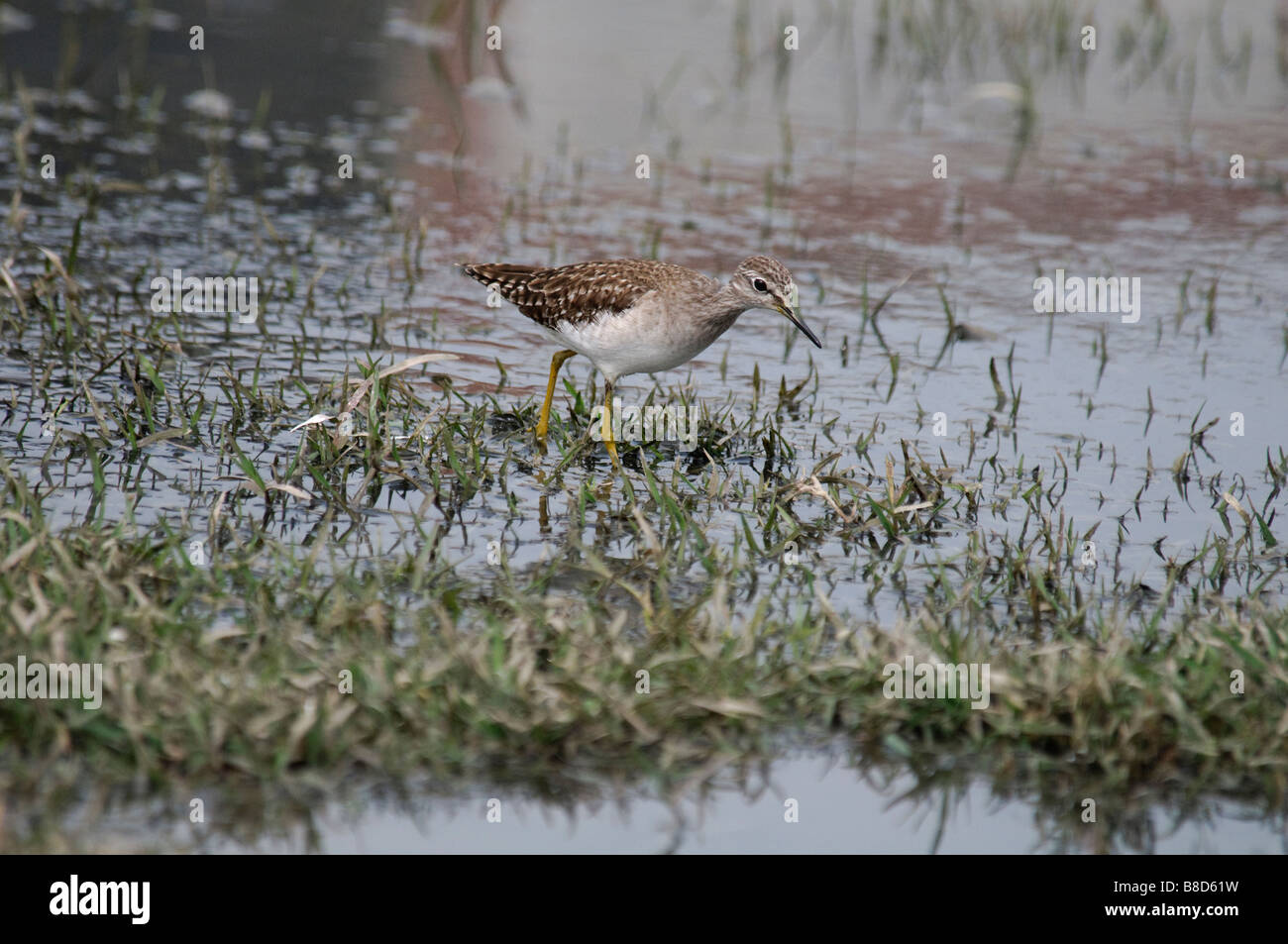 Wood Sandpiper Tringa Glareola füttert auf einen temporären pool Stockfoto