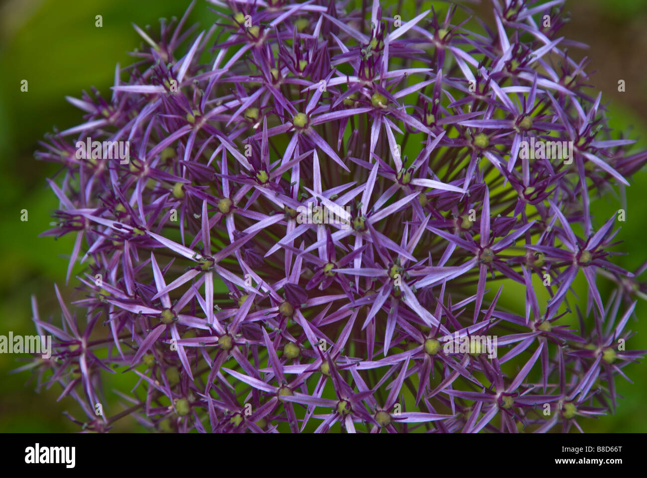 Nahaufnahme Der Bluten Von Allium Christophii Synonym Allium