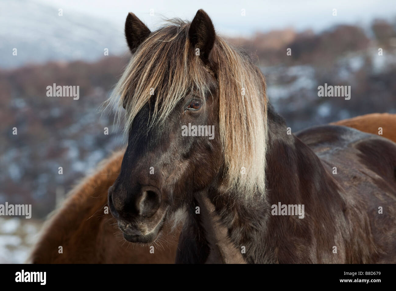 Rhum Highland Pony, braun Stockfoto