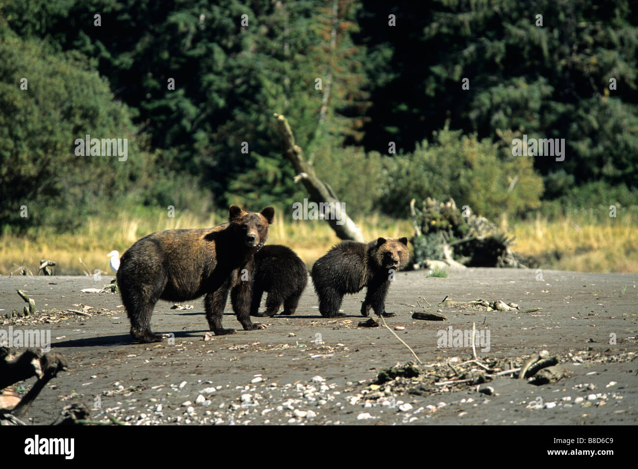 Säen Sie Grizzly Cubs, Orford Fluss Bute Inlet, Britisch-Kolumbien Stockfoto