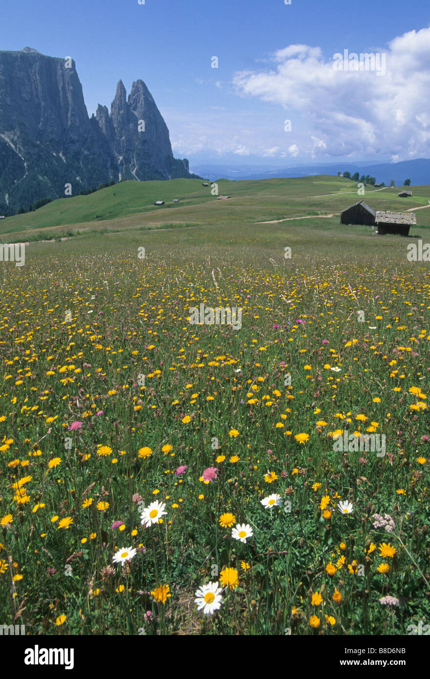 Elk176 1997v Italien Dolomiten Alpe di Susi Seiser Alm Alp Wildblumen Alpen Stockfoto