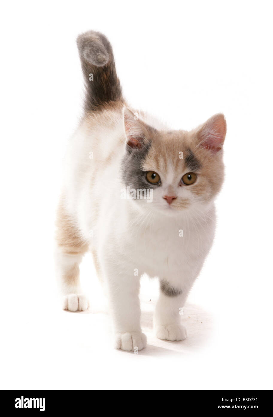 Britisch Kurzhaar Lilac Creme und weiße Kätzchen ständigen Porträt-Studio Stockfoto