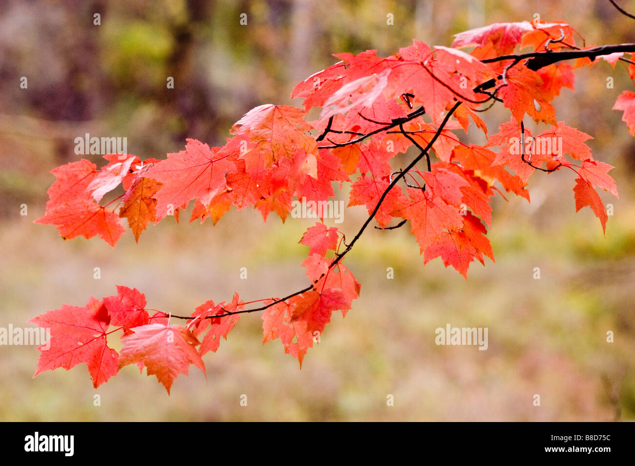 Blasse rote Blätter des rot-Ahorn, Acer Rubrum, Sumpf-Ahorn, Soft Maple Stockfoto