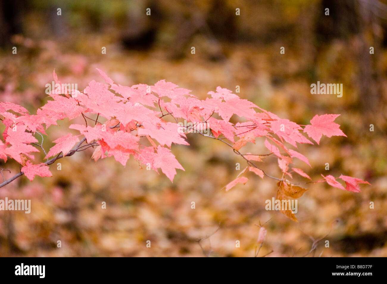 Acer Baum Herbstlaub, Herbst, Bäume, Laub, Wald, Blatt, Blätter, Herbst, Herbst, Tourist, Farbe, bunt, Natur Stockfoto