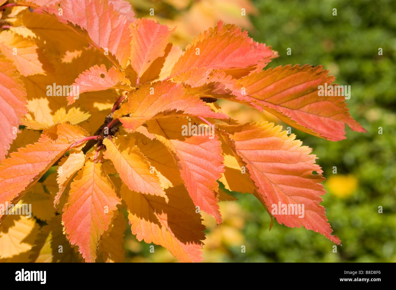 Kirschbaum Gelbe Bltter