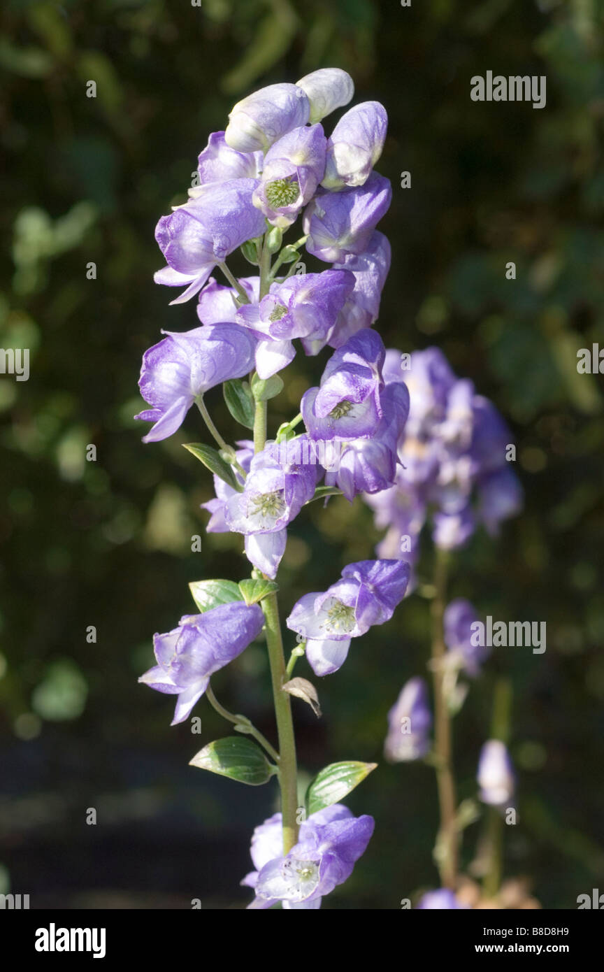 Blaue Herbstblumen Eisenhut Aconitum Carmichaelii, China Stockfoto