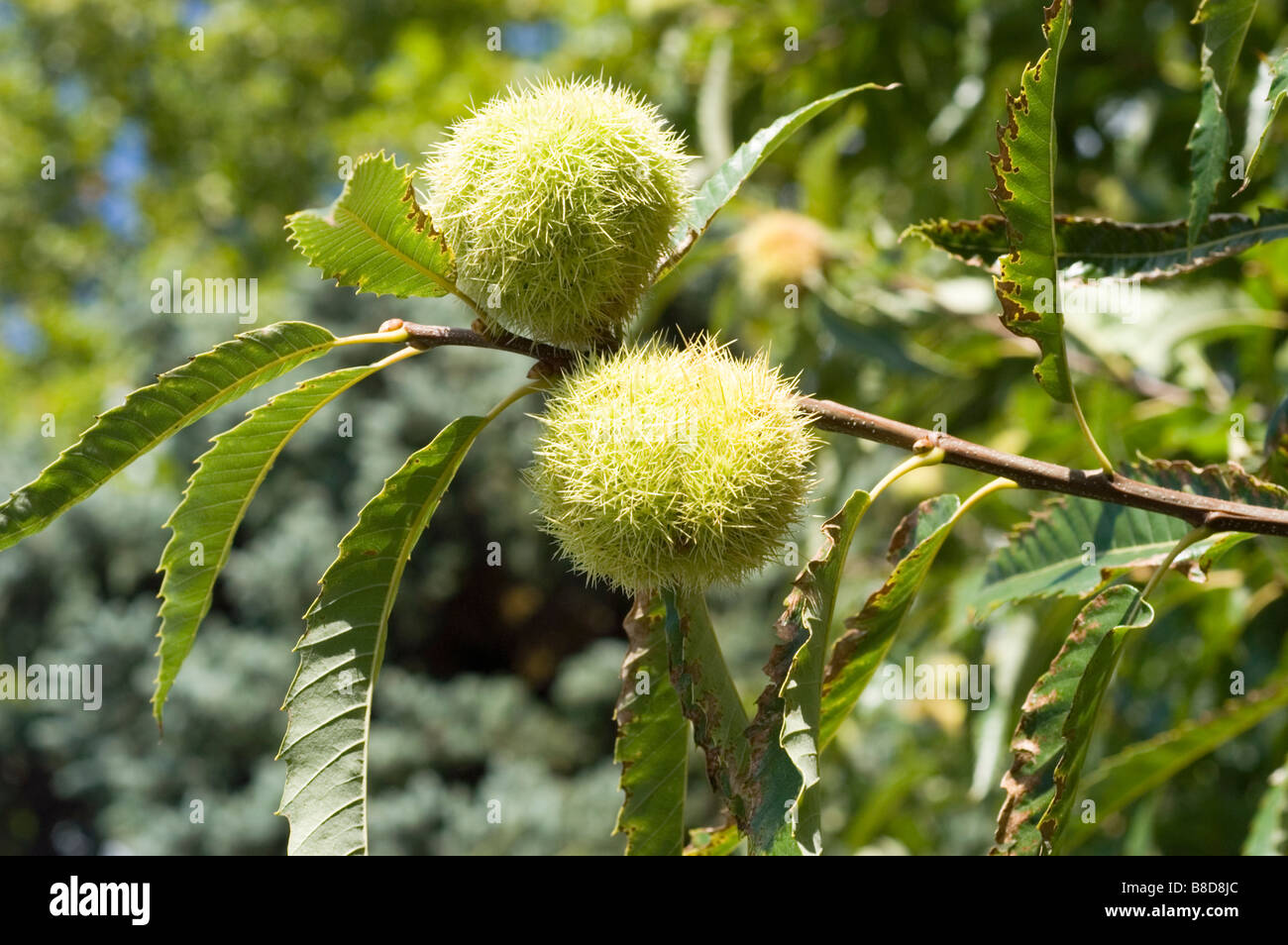 Edelkastanie mit Nussschalen und Blätter Fagaceae Castanea sativa Stockfoto