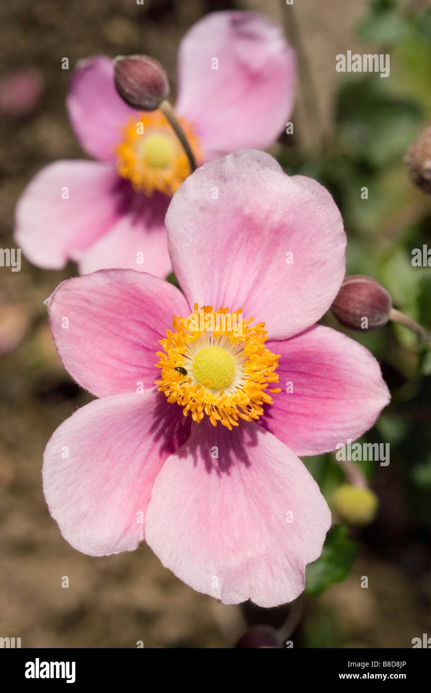Japanische Veilchenart, japanische Windflower, japanische Anemone, japanische Thimbleflower, Anemone Hupehensis hort. September Charme Stockfoto