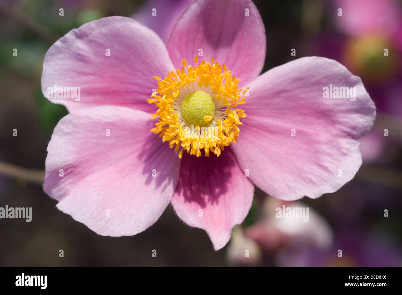 Japanische Veilchenart, japanische Windflower, japanische Anemone, japanische Thimbleflower, Anemone Hupehensis hort. September Charme Stockfoto