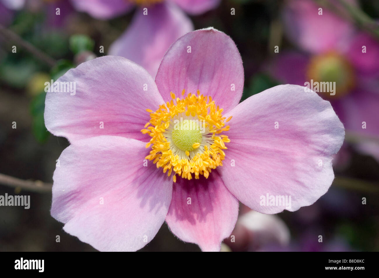 Japanische Veilchenart, japanische Windflower, japanische Anemone, japanische Thimbleflower, Anemone Hupehensis hort. September Charme Stockfoto