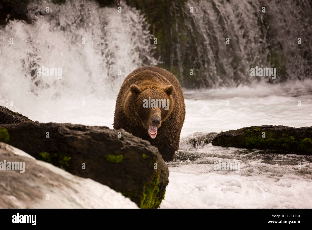 Braunbär an den Brooks Falls im Katmai Nationalpark, Alaska Stockfoto