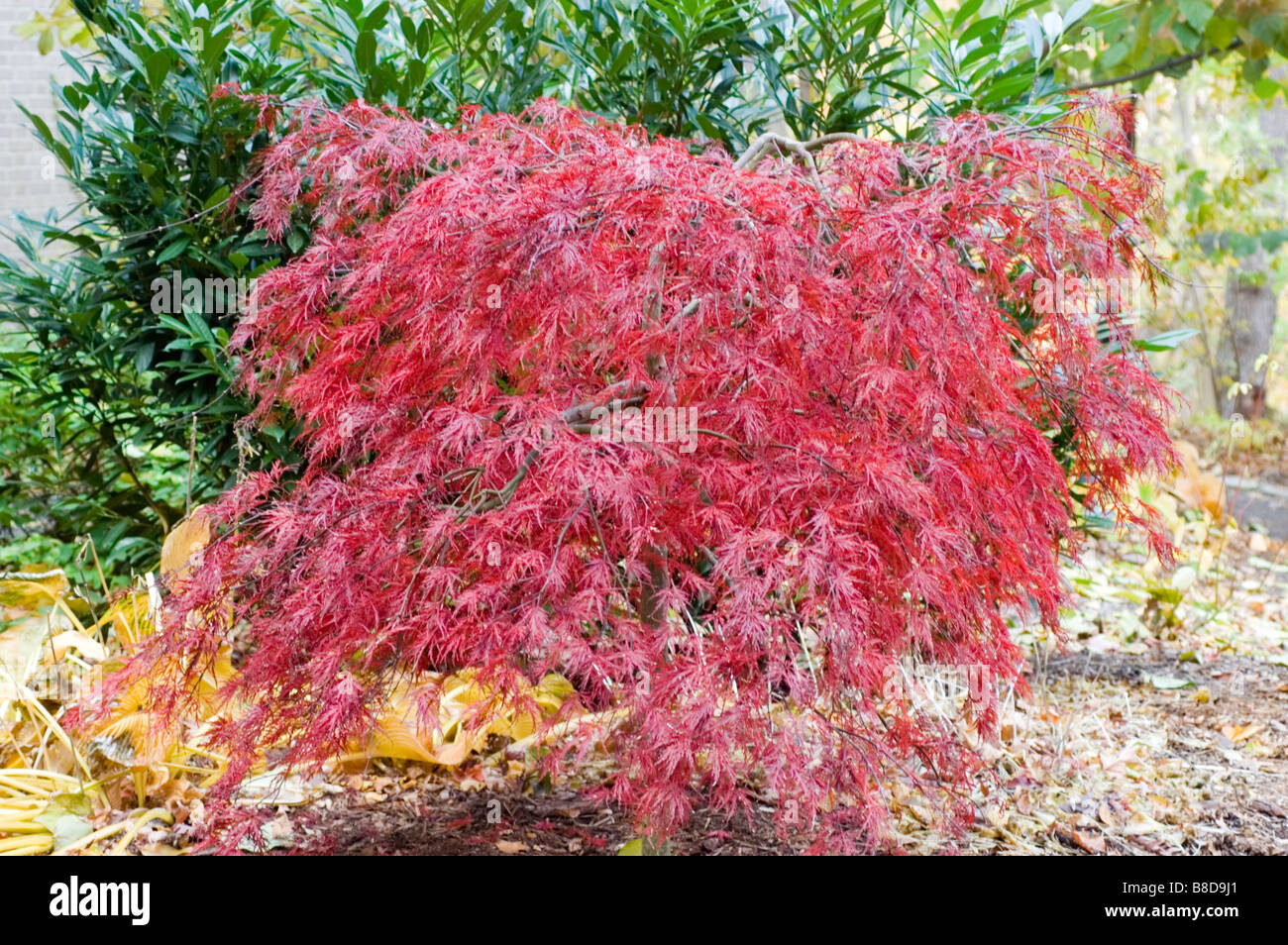 Roten Herbstlaub Laub der japanische Ahorn, Acer palmatum Stockfoto