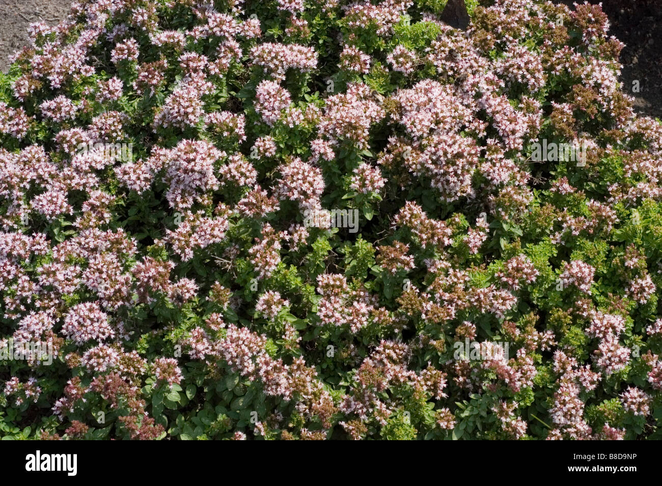 Blassviolette Blüten von Oregano low, wildem Marjoram, griechischem Oregano Origanum vulgare var Compactum in Blüte. Stockfoto